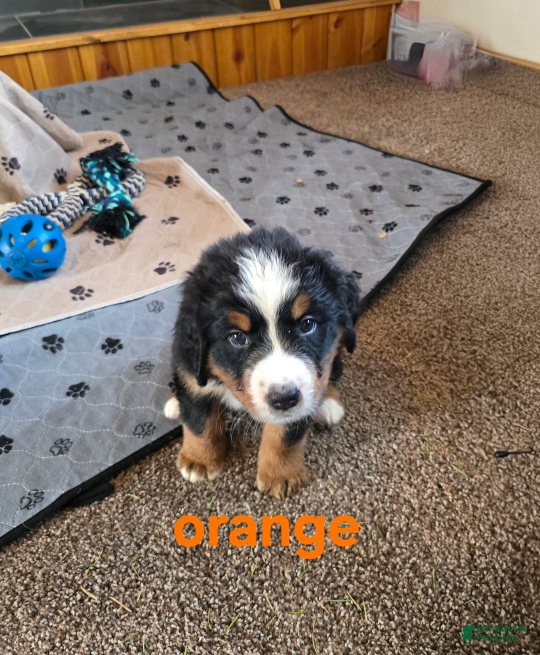 Bernese Mountain Dog dogs for sale: Orange - Ad 4