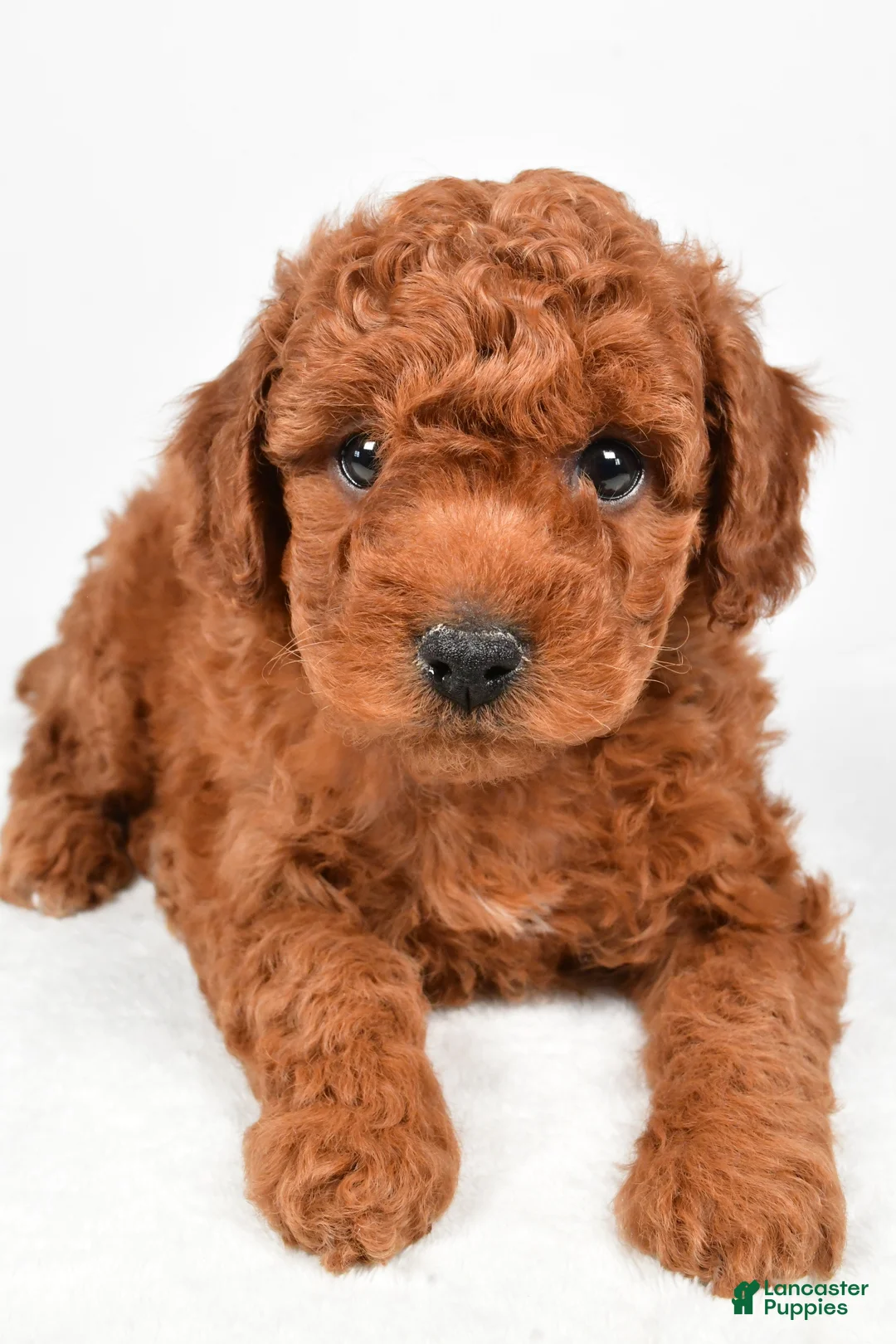 Miniature Poodle dogs for sale: Rocky - Ad 6