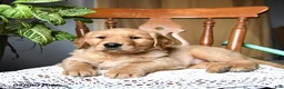 Golden Retriever dogs for sale: Crackers - Ad 3
