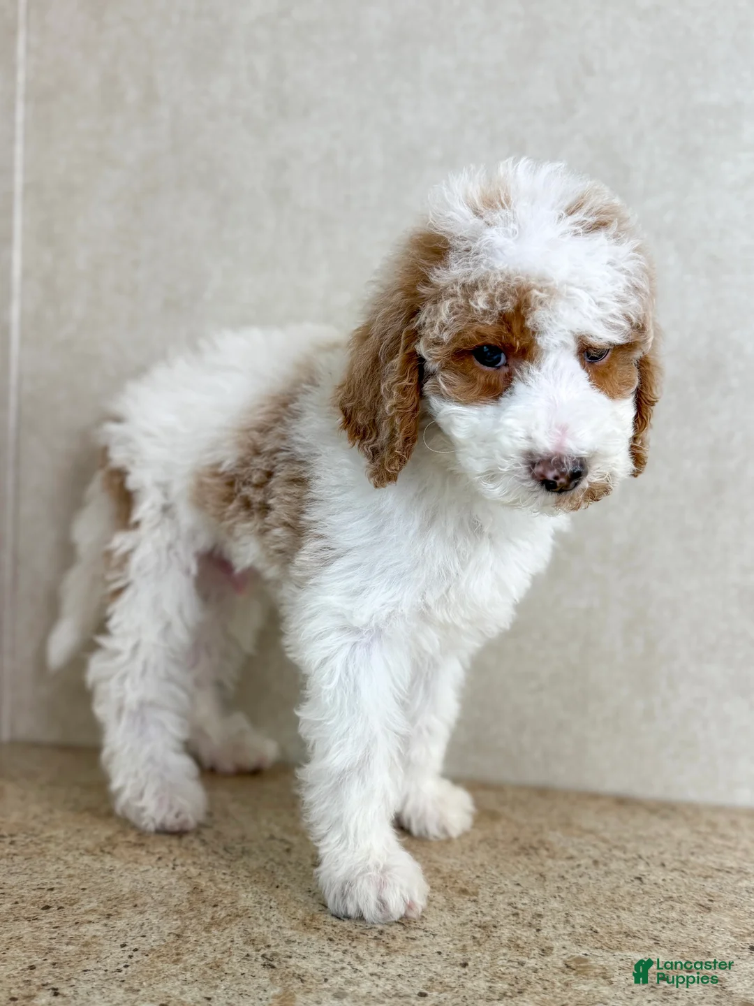 Goldendoodle dogs for sale: Doc  - Ad 2