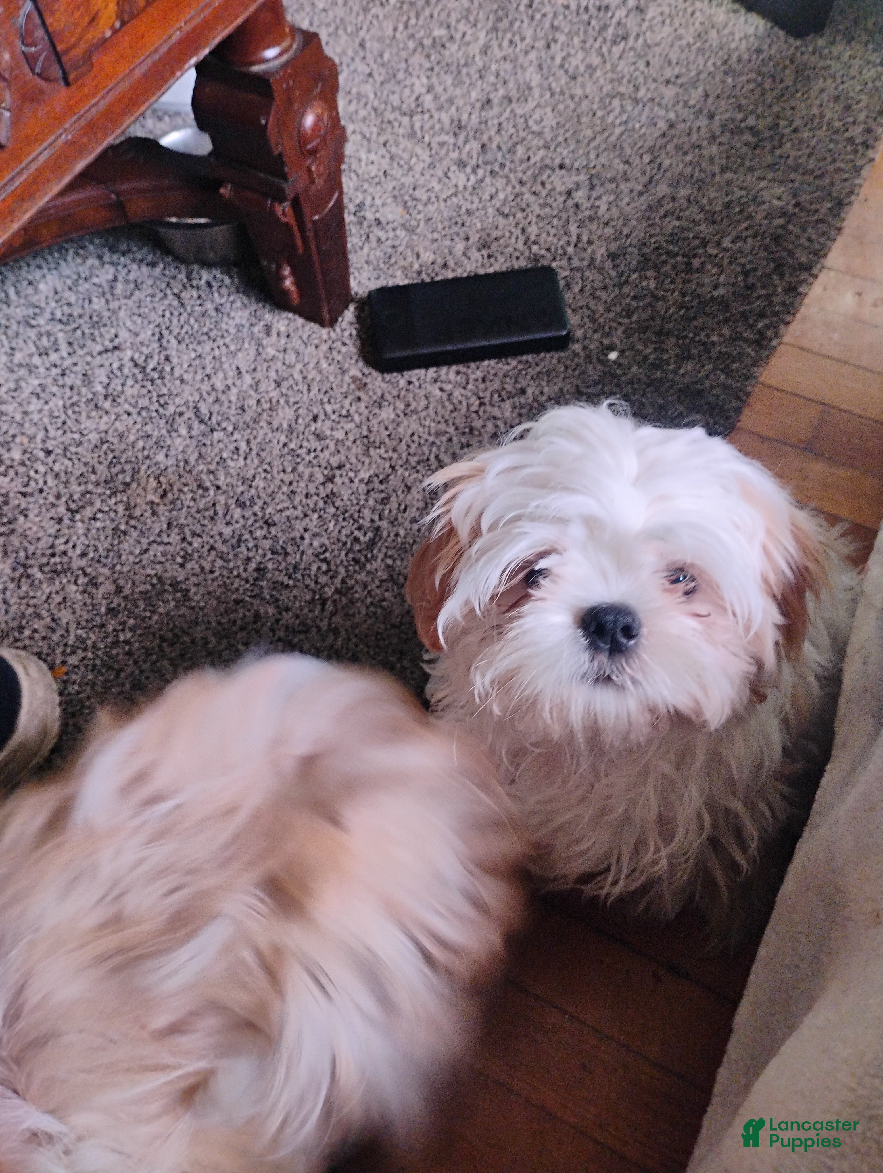 Shih Tzu dogs Shih Tzu 1sparky - Ad 35