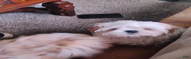 Shih Tzu 1sparky