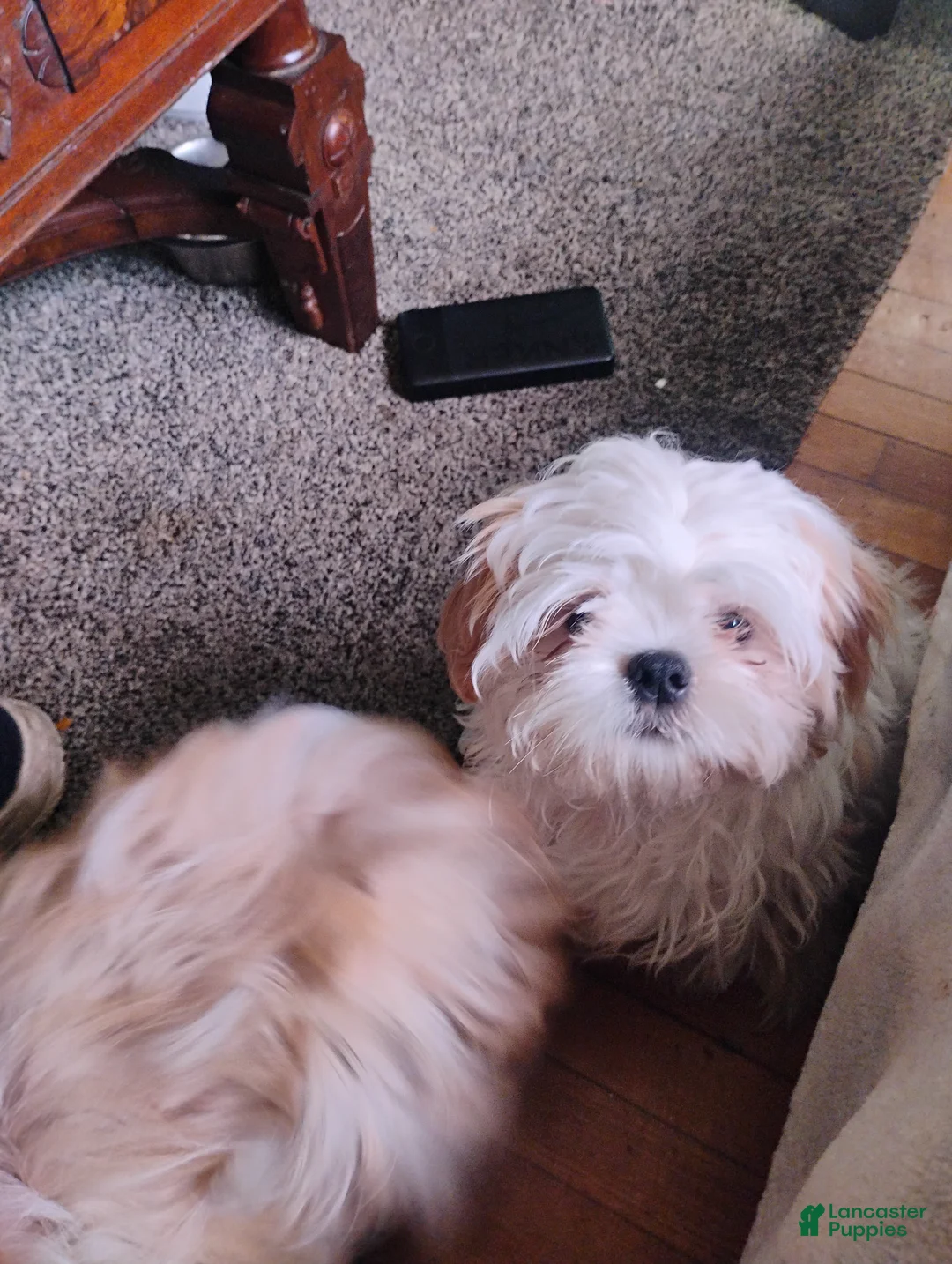 Shih Tzu dogs for sale: Shih Tzu 1sparky - Ad 1
