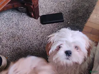 Shih Tzu dogs Shih Tzu 1sparky - Ad 35