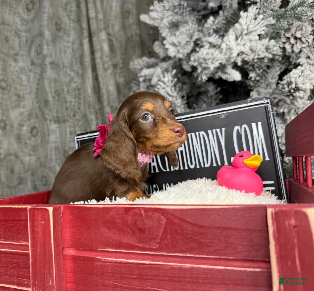 Miniature Dachshund dogs for sale: Ready Xmas eve - Ad 10