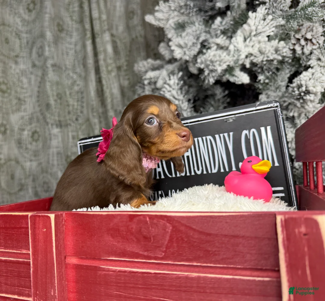Miniature Dachshund dogs for sale: Ready 12/24/25 - Ad 19