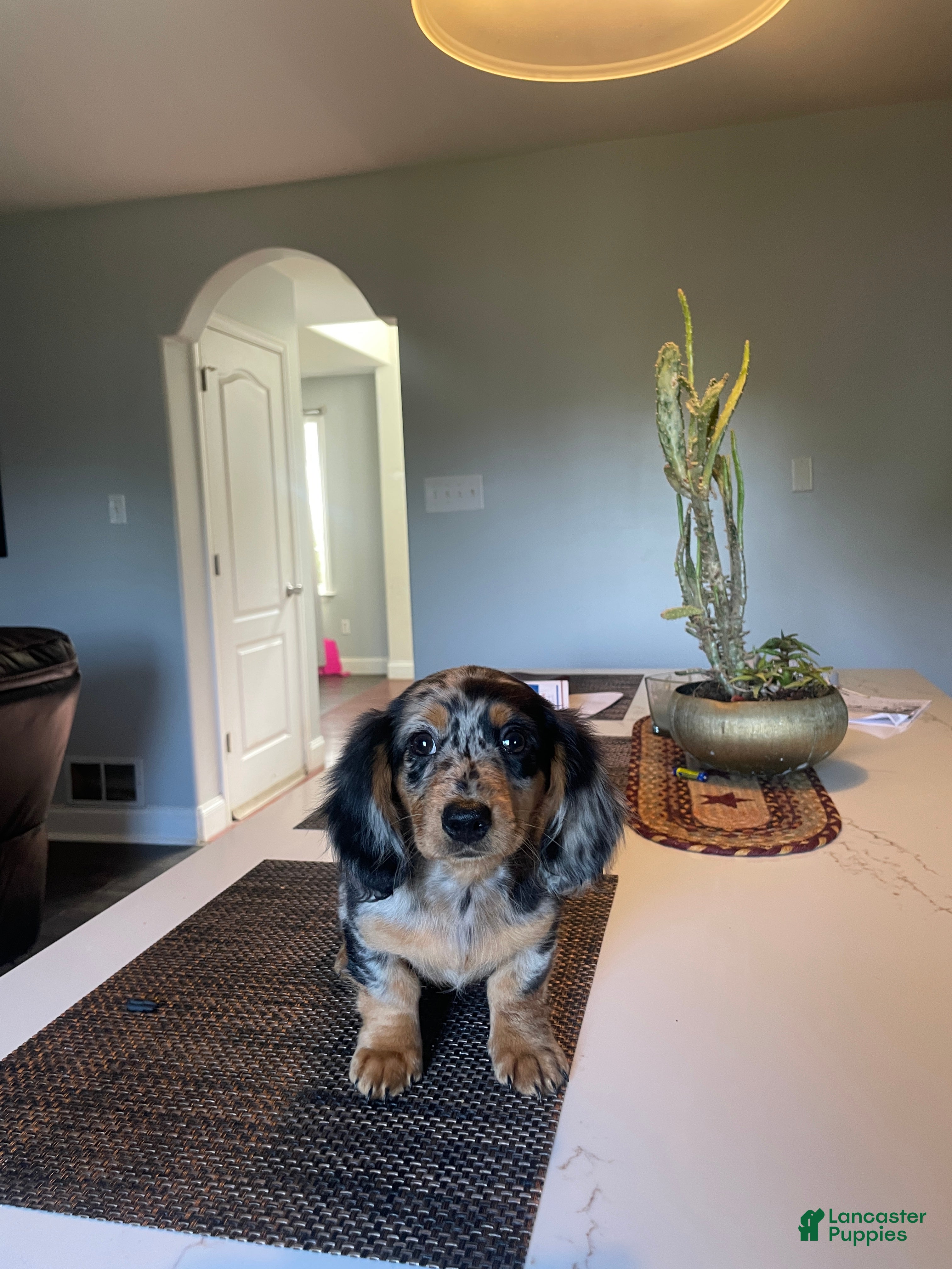 Miniature Dachshund dogs Peaches  - Ad 1