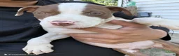 American Bully dogs for sale: Brutus  - Ad 1