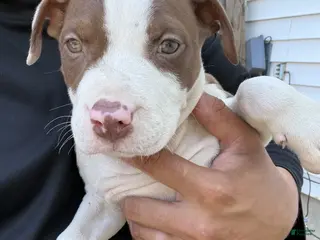 American Bully dogs Brutus - Ad 37