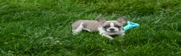 French Bulldog dogs for sale: Ava Belle (Lilac Fawn & White) - Ad 15