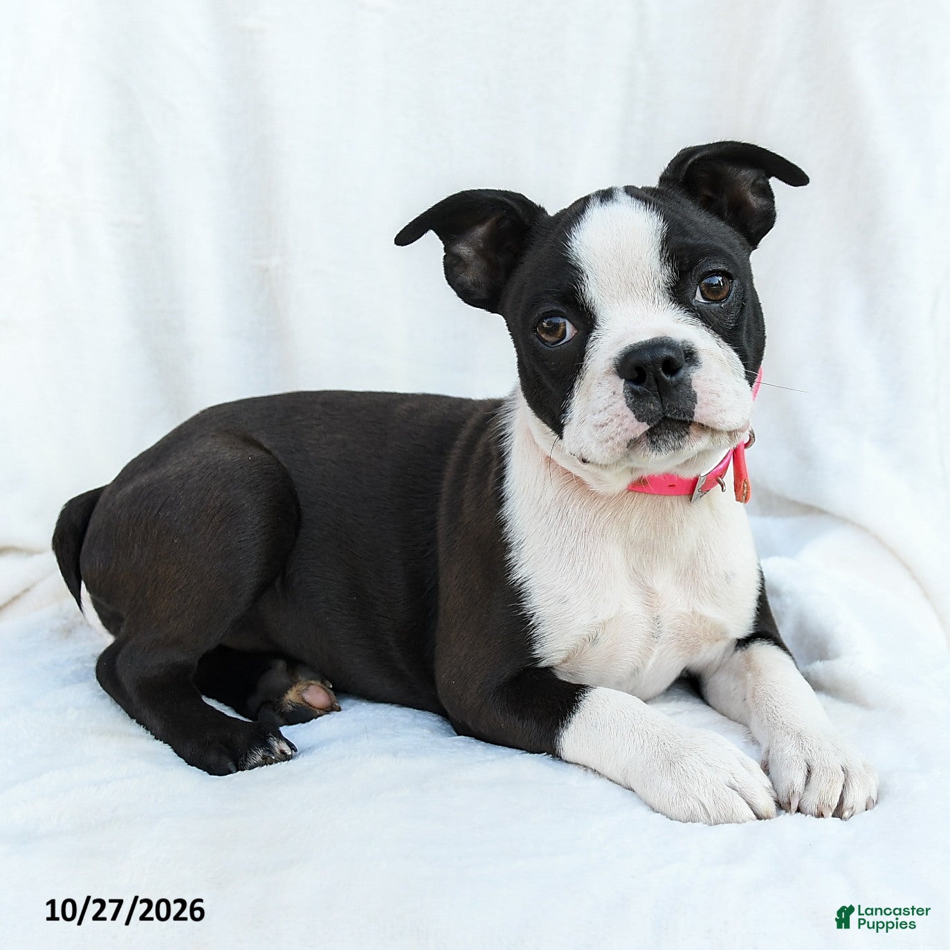 Boston Terrier dogs for sale: Chip - Ad 2