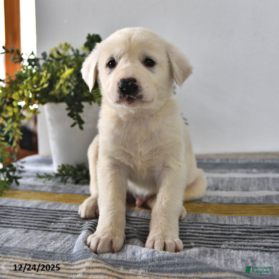 Mixed Breed dogs for sale: Buster - Ad 3