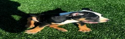 American Bully dogs for sale: "ICE CUBE" TRI COLOR - Ad 4