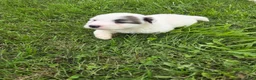 Great Pyrenees dogs for sale: John - Ad 18