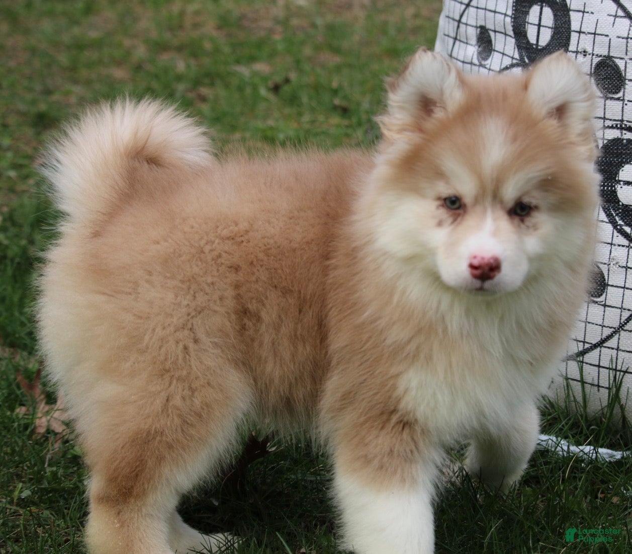 Pomsky dogs Brandy - Ad 2