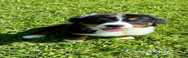 Bernese Mountain Dog 3