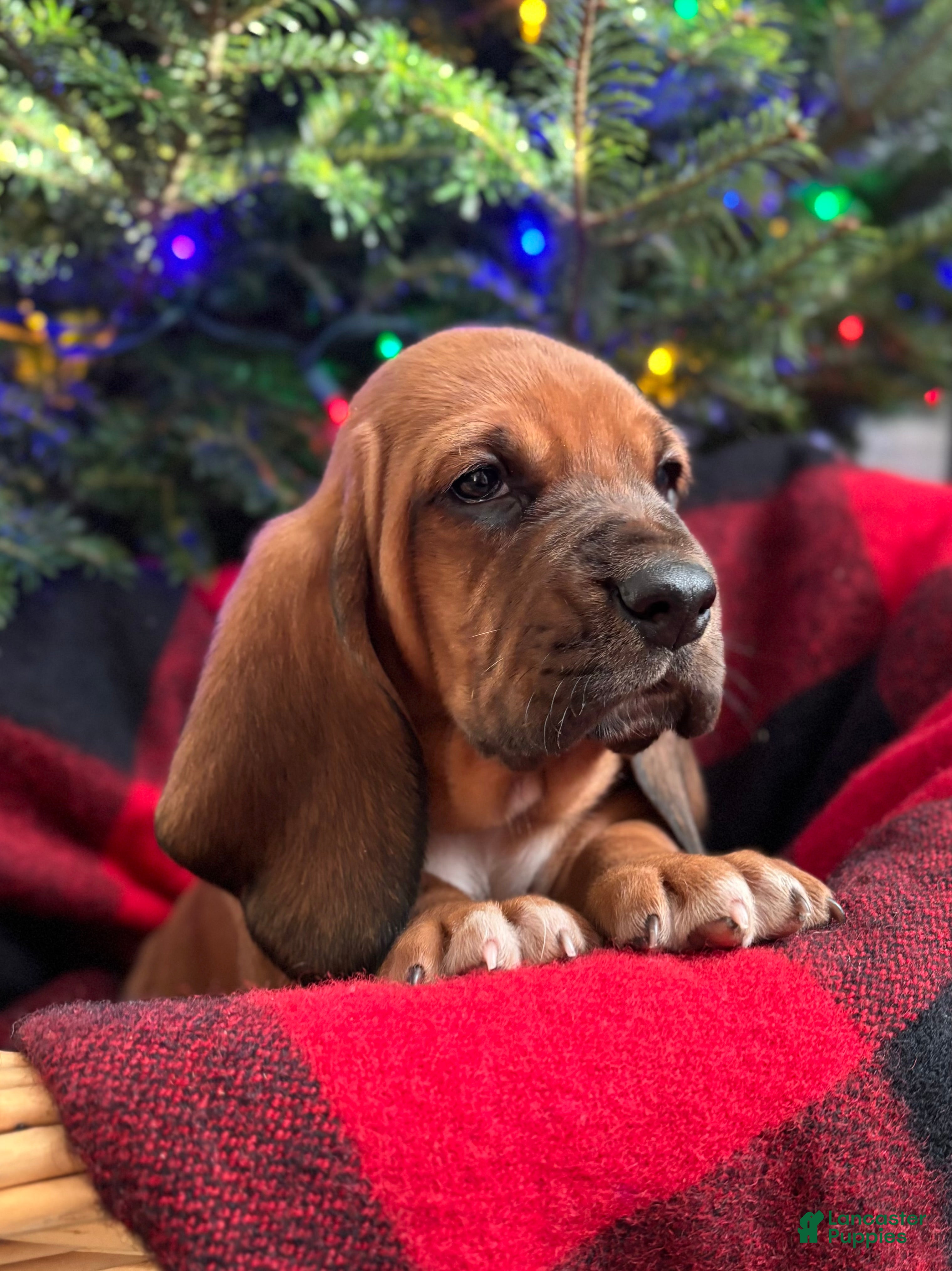 Basset Hound dogs Max - Ad 5