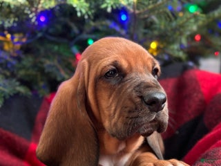 Basset Hound dogs Max - Ad 25