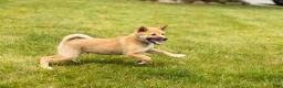 Shiba Inu dogs for sale: Jethro  - Ad 4