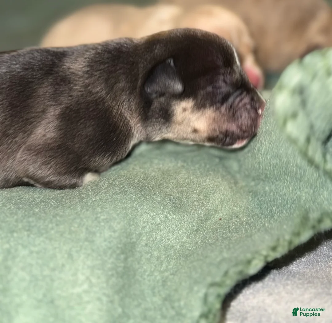 American Bully dogs for sale: American Bully Puppy 1 - Ad 3