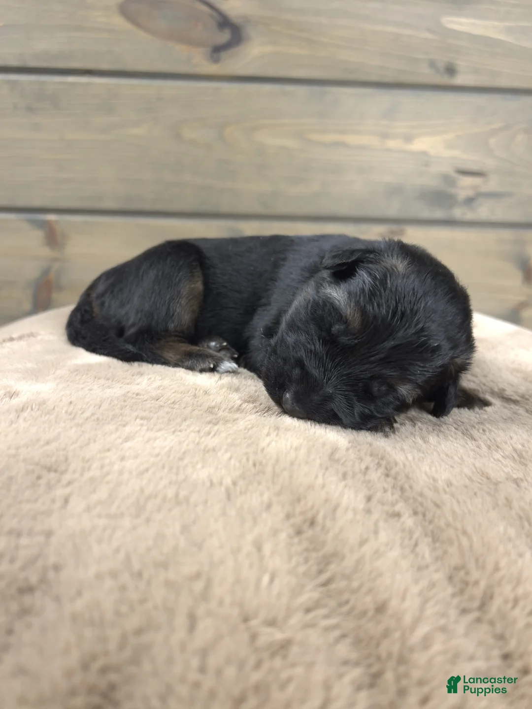 German Shepherd dogs for sale: Caleesi - Ad 5