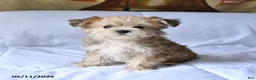 Yorkiepoo dogs for sale: Sparkey   - Ad 5