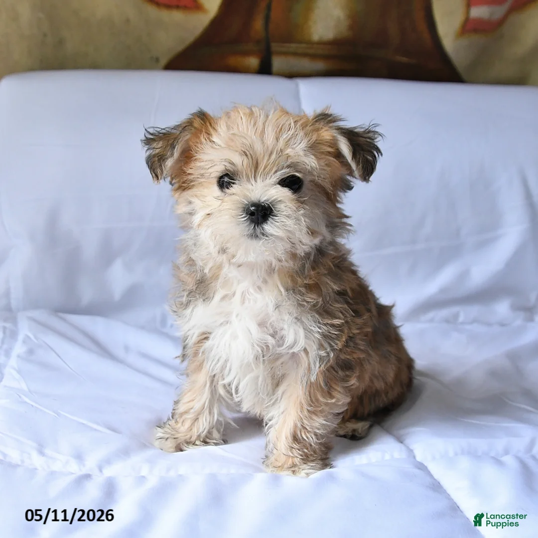 Yorkiepoo dogs for sale: Sparkey   - Ad 5