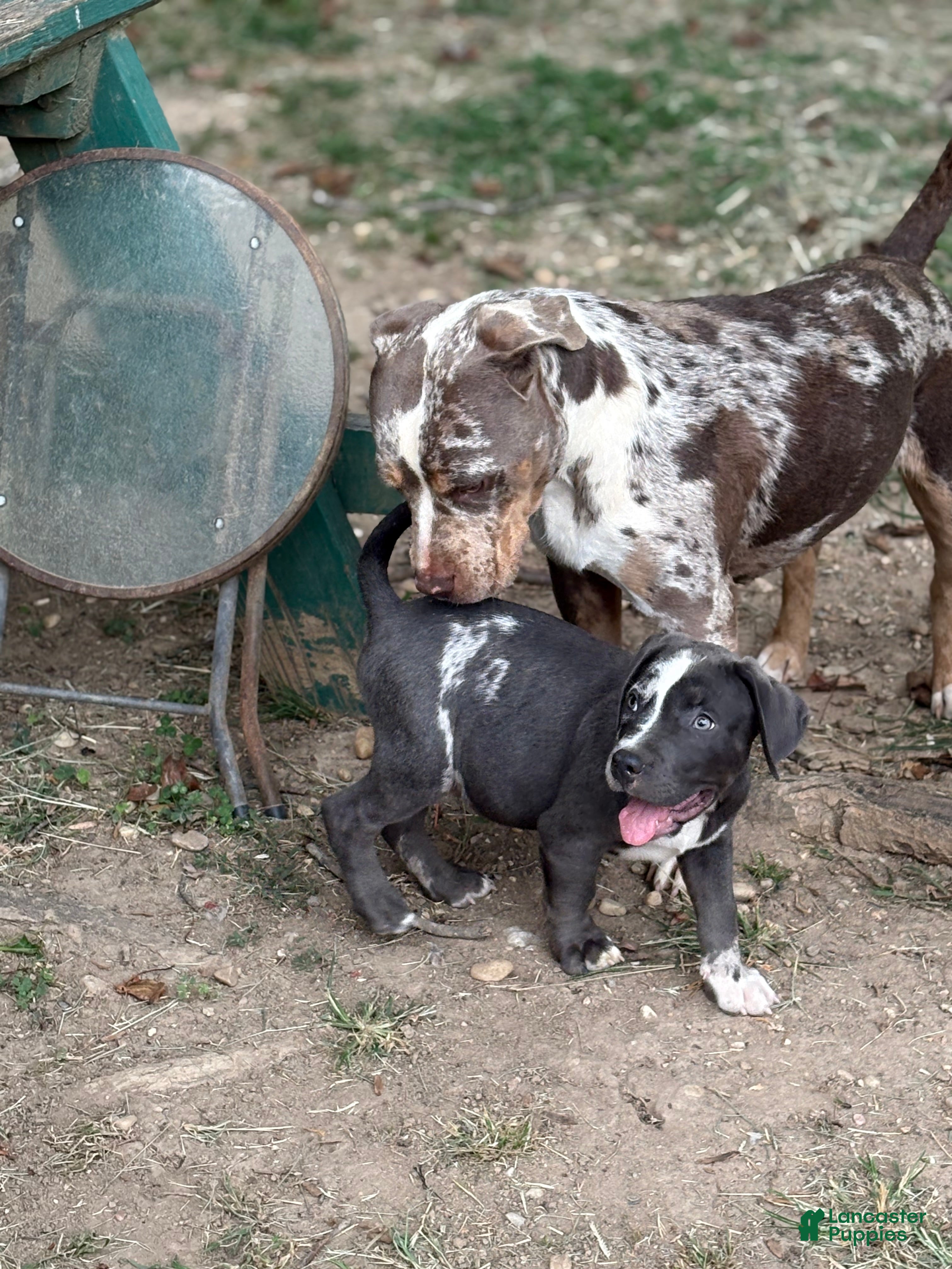 American Bully dogs Brodie - Ad 1
