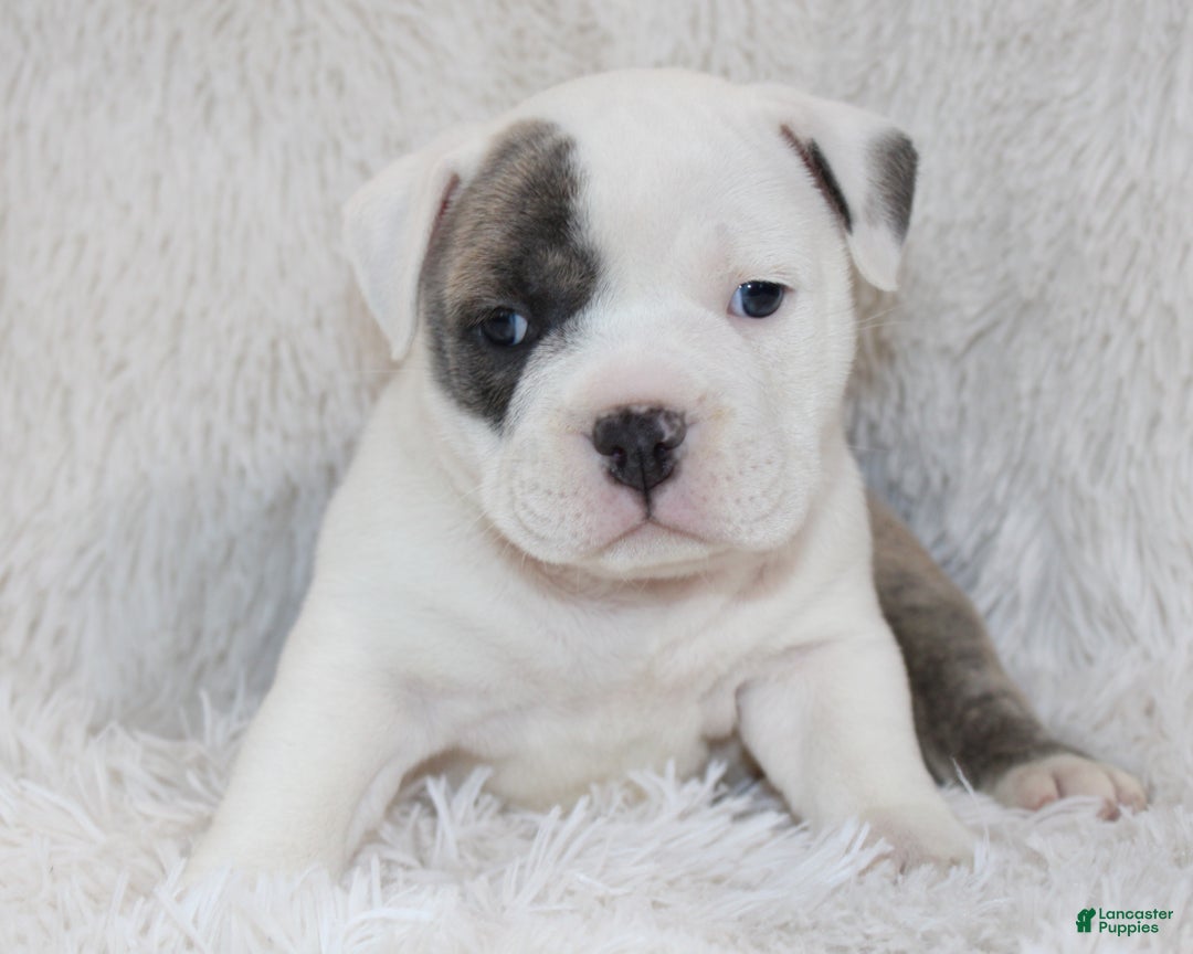 English Bulldog dogs for sale: Roza - Ad 2
