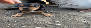 Hound puppy 9