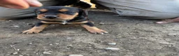 Mixed Breed dogs for sale: Hound puppy 9 - Ad 1