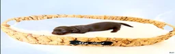 Miniature Dachshund dogs for sale: Dakota - Ad 3