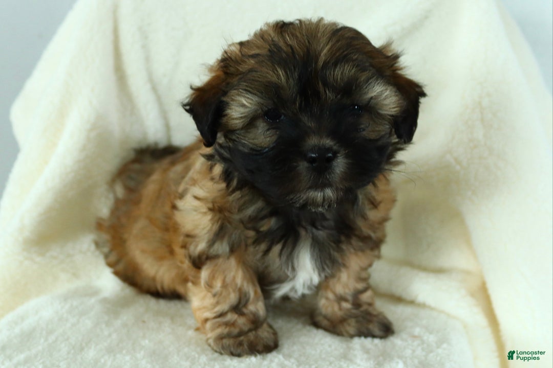 Teddy Bear dogs for sale: Duke - Ad 1