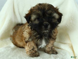 Teddy Bear dogs Duke - Ad 36