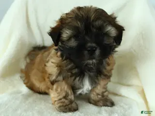 Teddy Bear dogs Duke - Ad 40