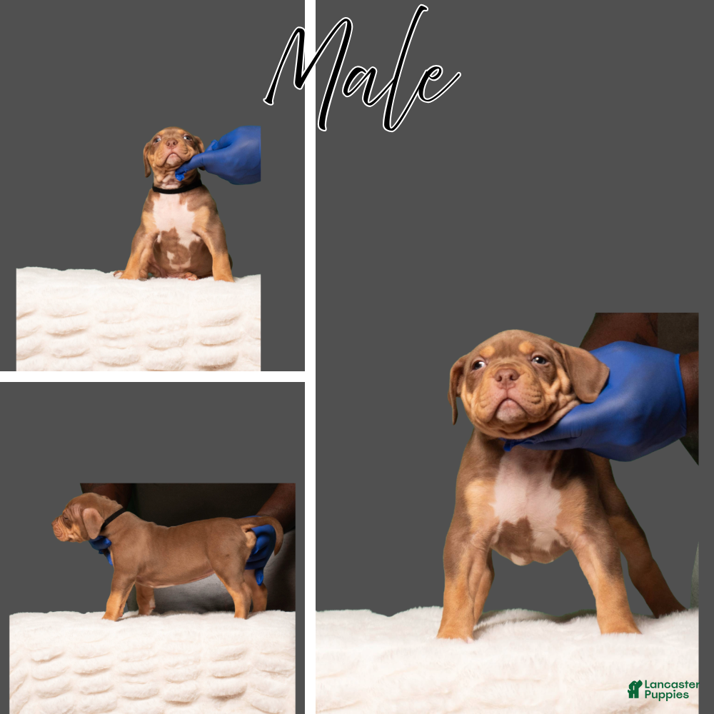 American Bully dogs American Bully Puppy 2 - Ad 6