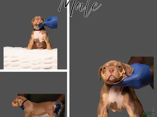 American Bully dogs for sale: American Bully Puppy 2 - Ad 4