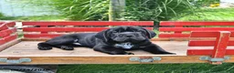 Mini Hippo dogs for sale: Libby - Ad 8