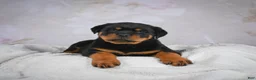 Rottweiler dogs for sale: Monarch - Ad 7