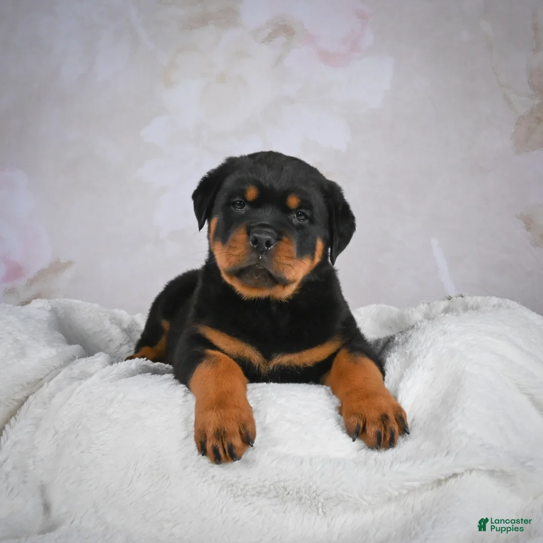 Rottweiler dogs for sale: Monarch - Ad 7