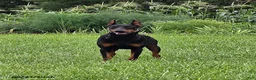 Doberman Pinscher dogs for sale: Rocky - Ad 3