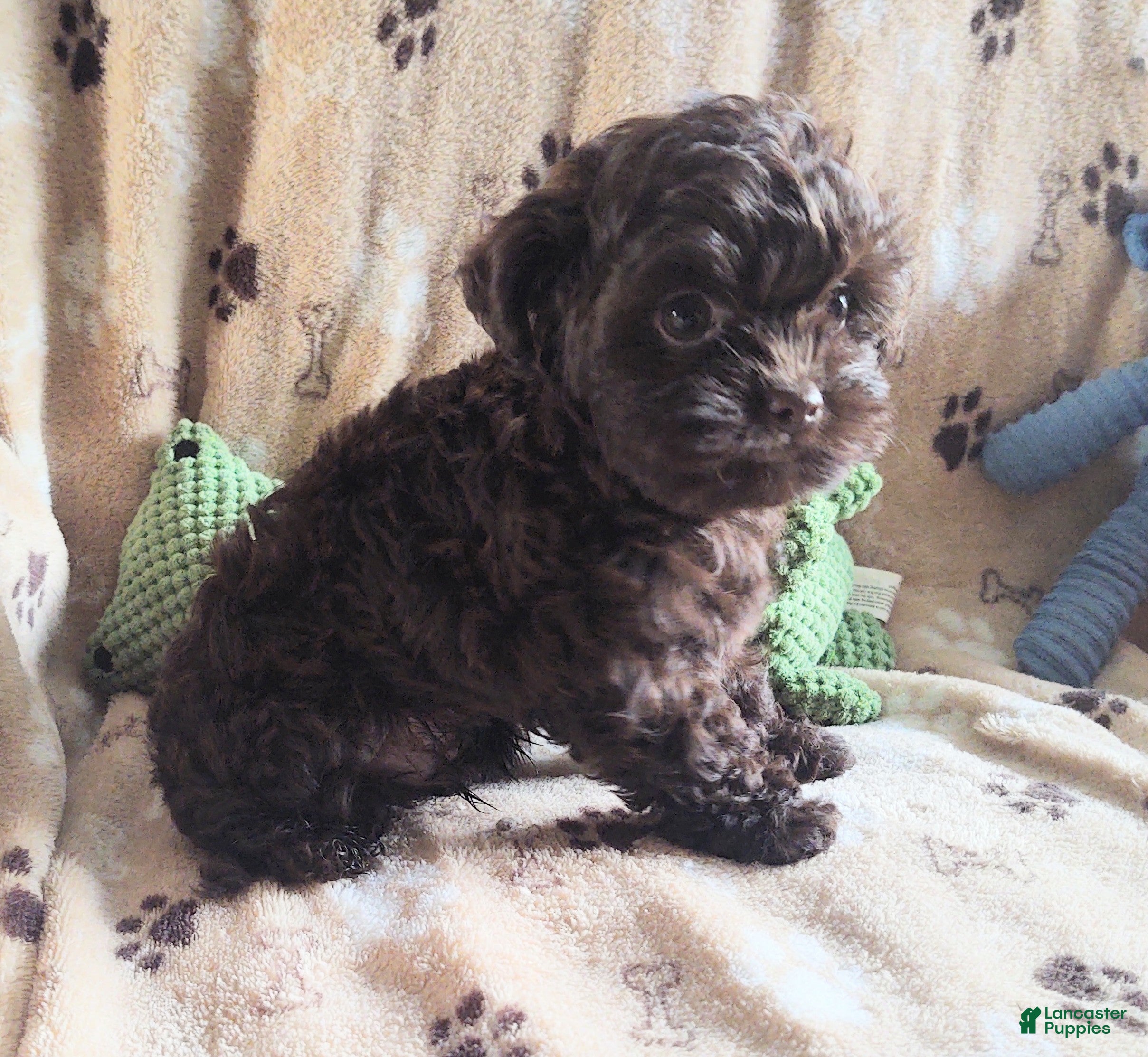 Maltipoo dogs Chocolate Pickle - Ad 2