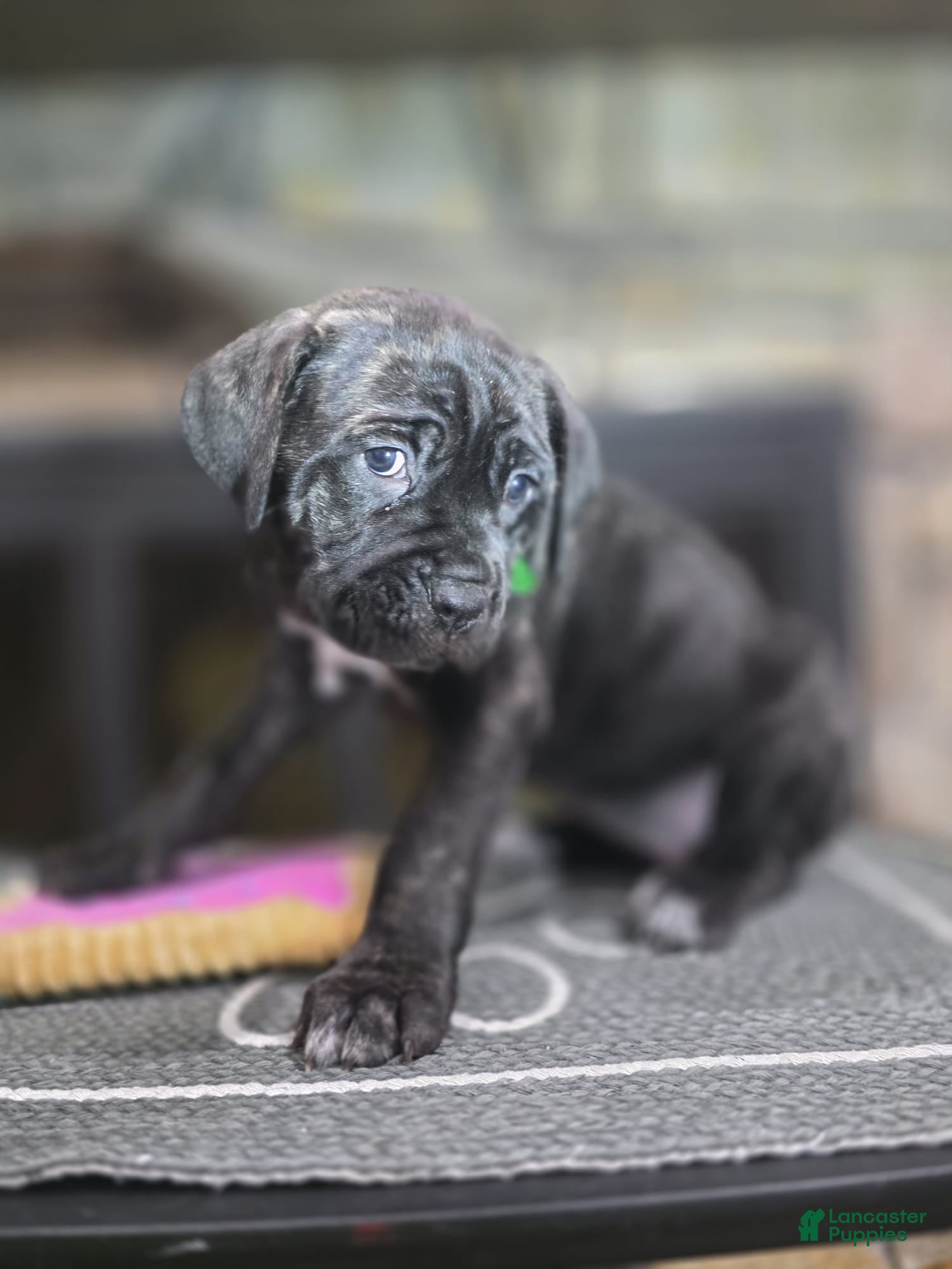 Cane Corso dogs Ivi - Ad 1