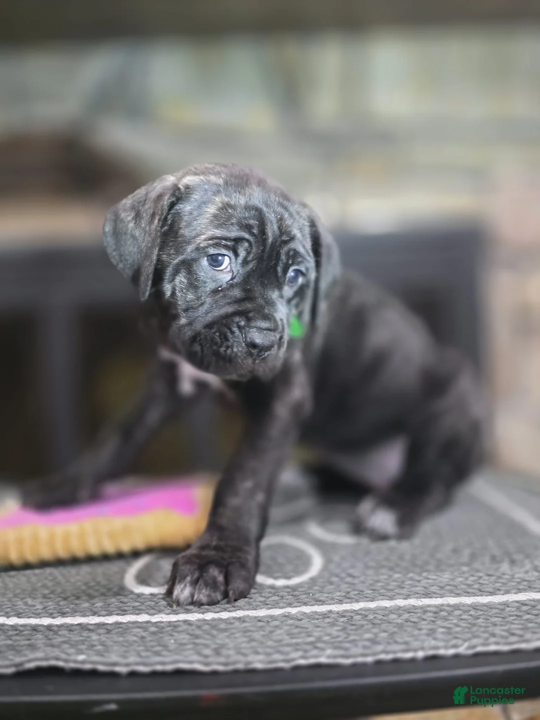 Cane Corso dogs for sale: Ivi - Ad 1