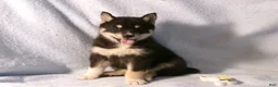 Pomsky dogs for sale: Petunia - Ad 2