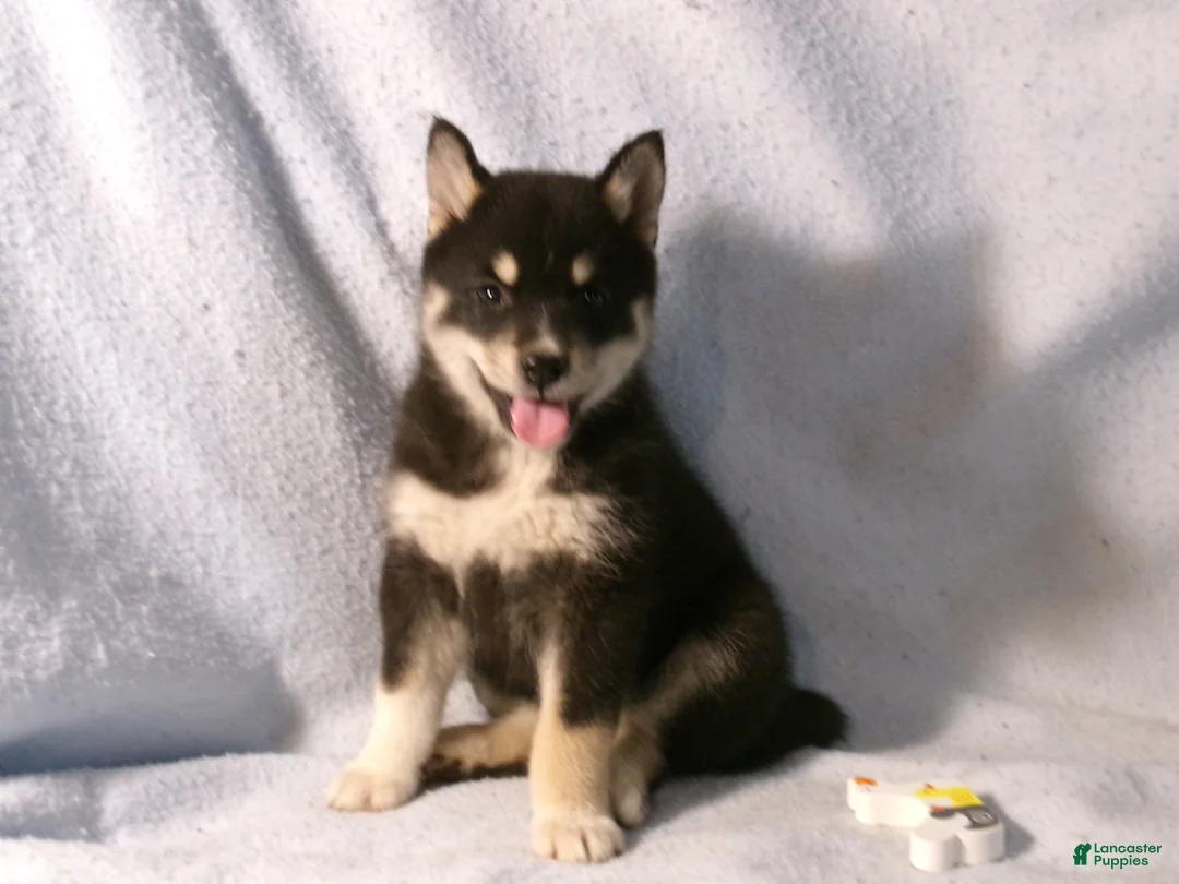 Pomsky dogs for sale: Petunia - Ad 2