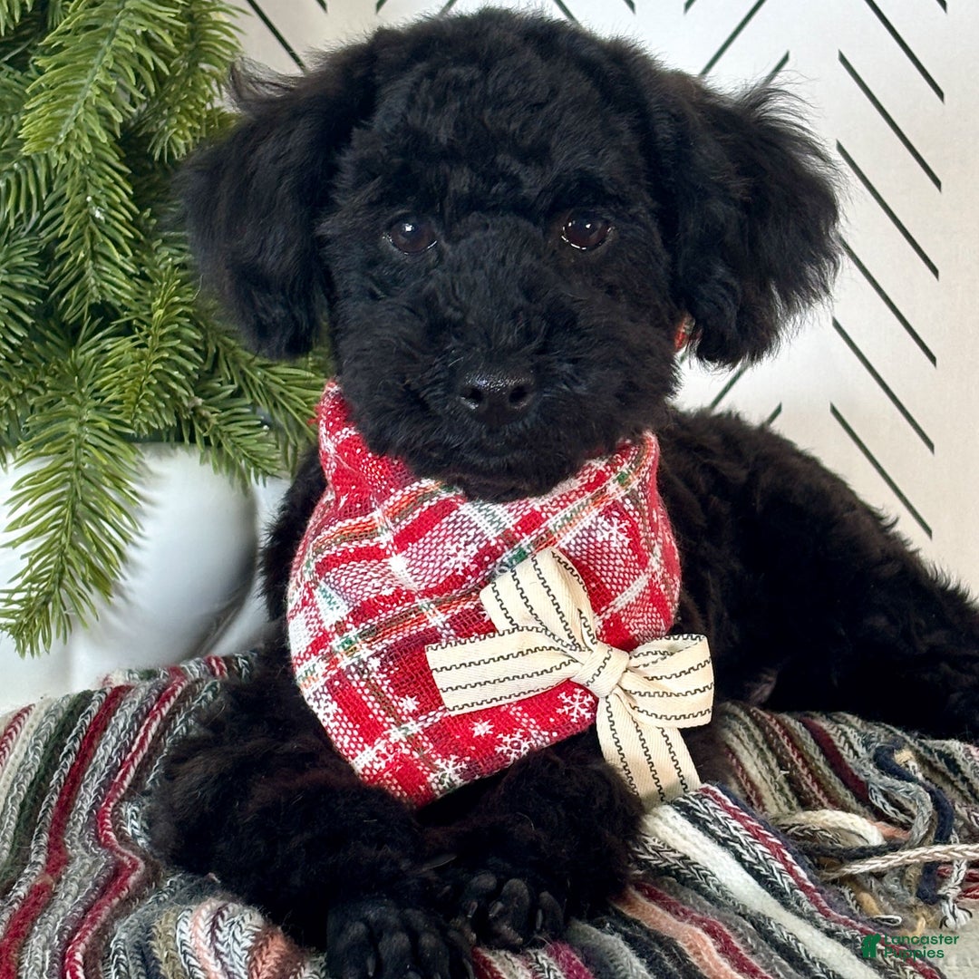 Toy Poodle dogs for sale: Smacker - Ad 4