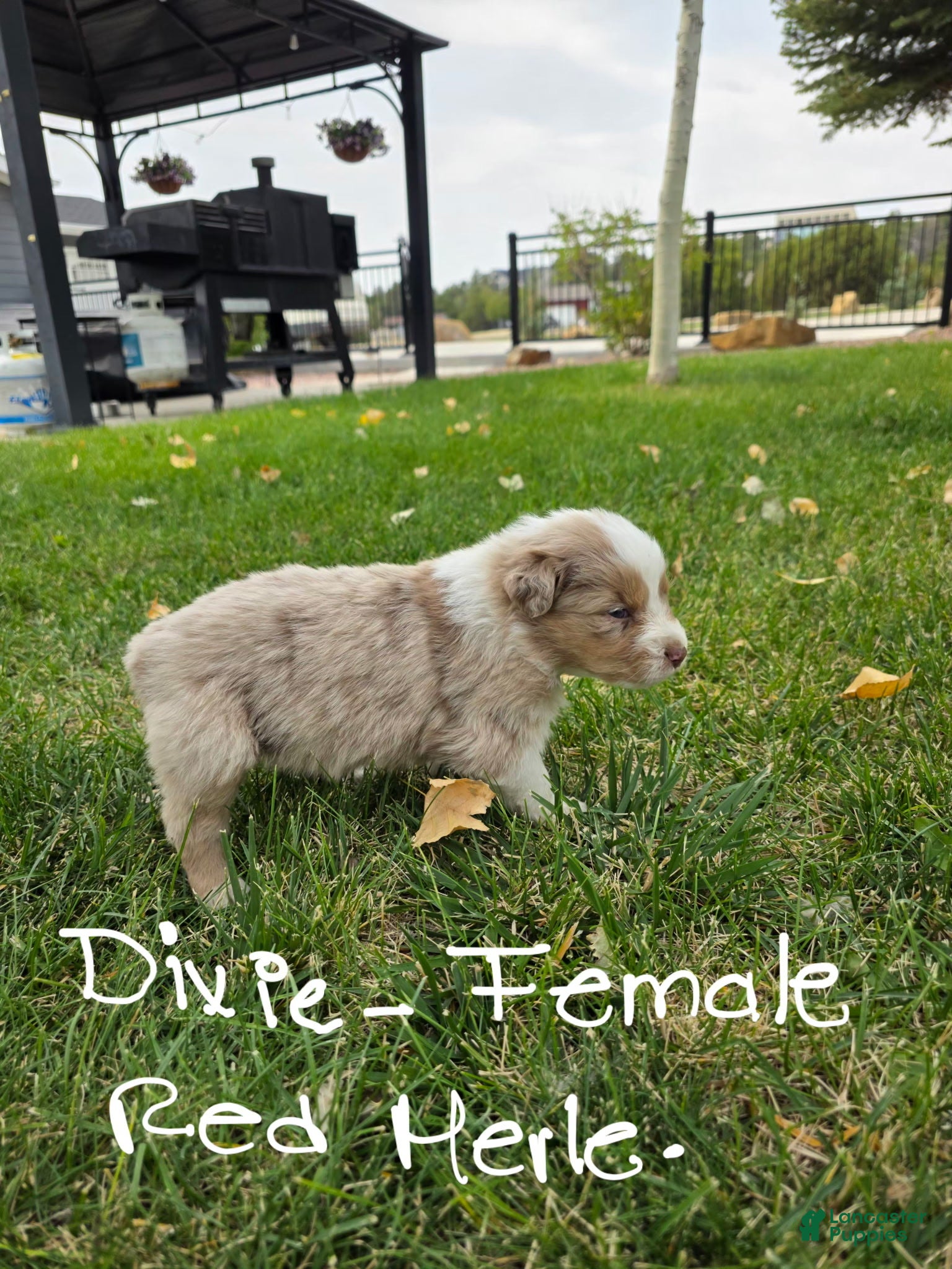 Australian Shepherd dogs Dixie Red Merle - Ad 1