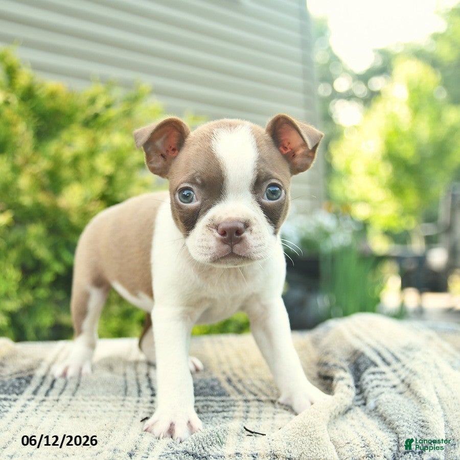 Boston Terrier dogs Buttercup  - Ad 2