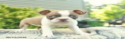 Boston Terrier dogs for sale: Buttercup  - Ad 2